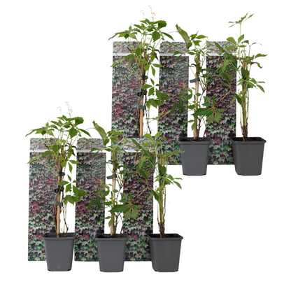 Parra Virgen - 6 Pzs - Parthenocissus Quinquefolia - Altura 25-40cm - ⌀9cm_0