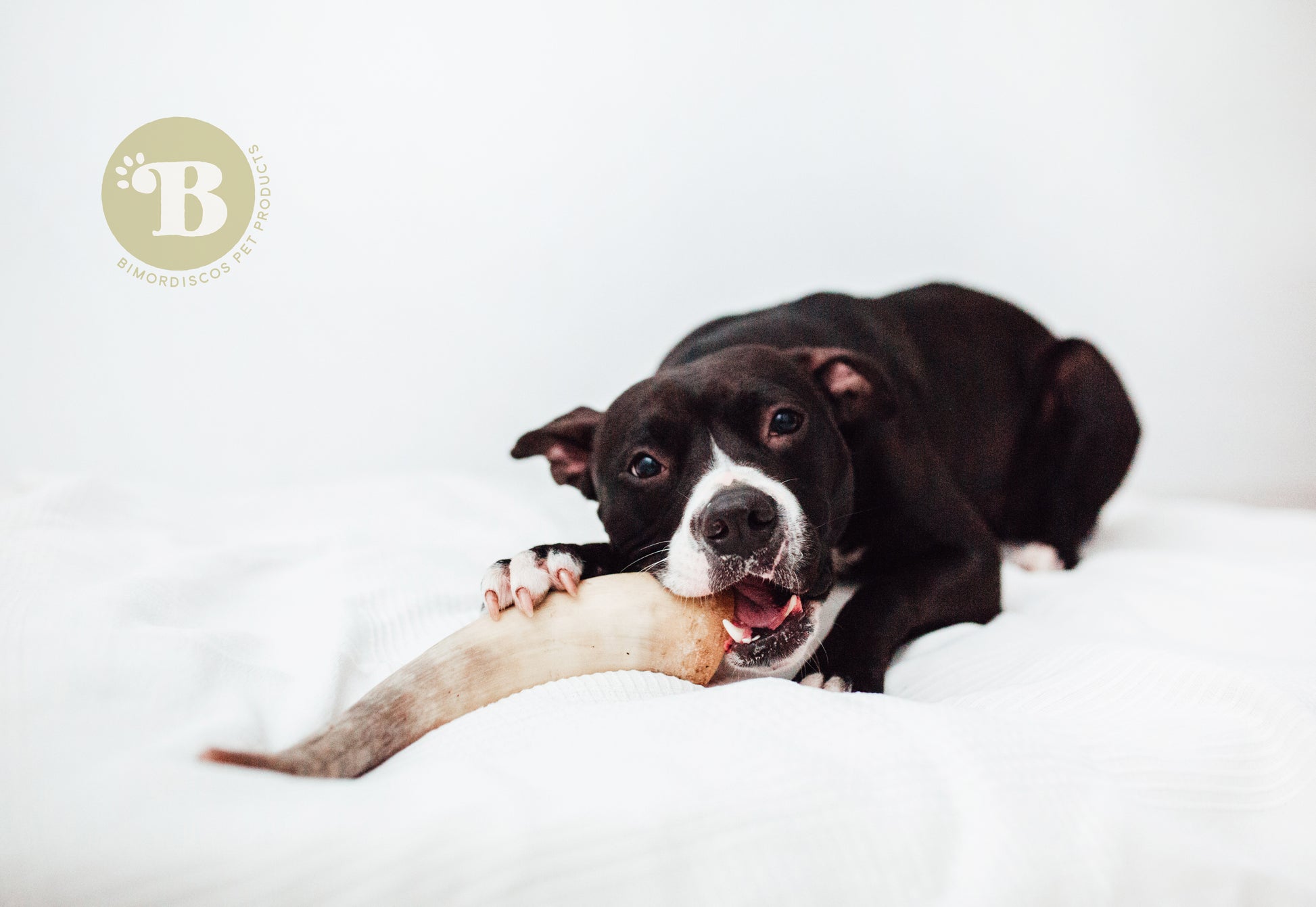 Bimordiscos Cuerno De Vaca / Toro Para Perros.