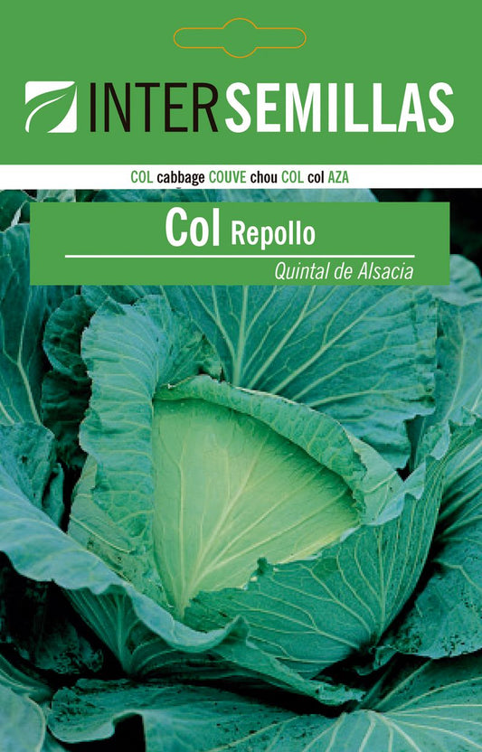 Sobre De Semillas Col Repollo Quintal Alsacia_0
