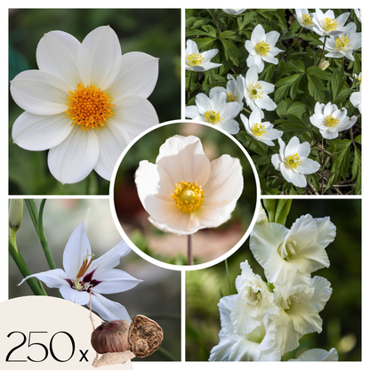 Armonía De Flores Blancas - 250 Pzs - Bulbos De Flores_0