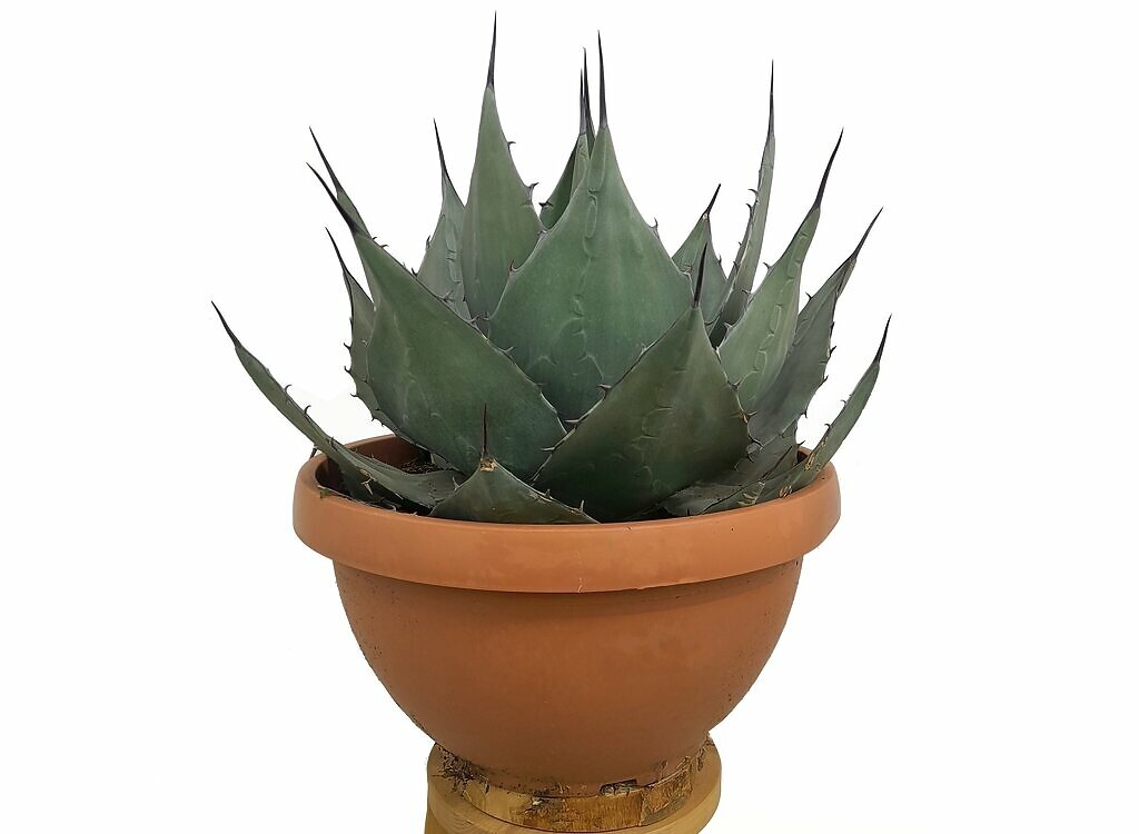 Agave Havardiana M30 40cm_0