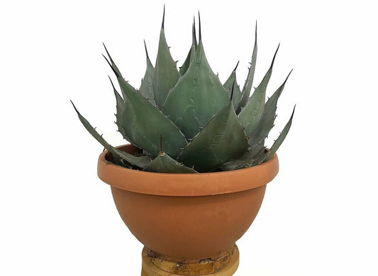 Agave Havardiana M30 40cm_0