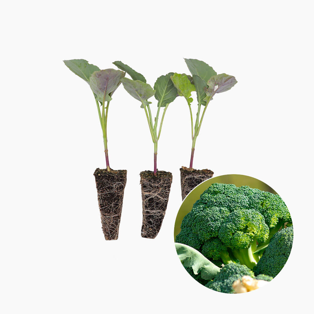 Plantón Brócoli - PlantaBo_0