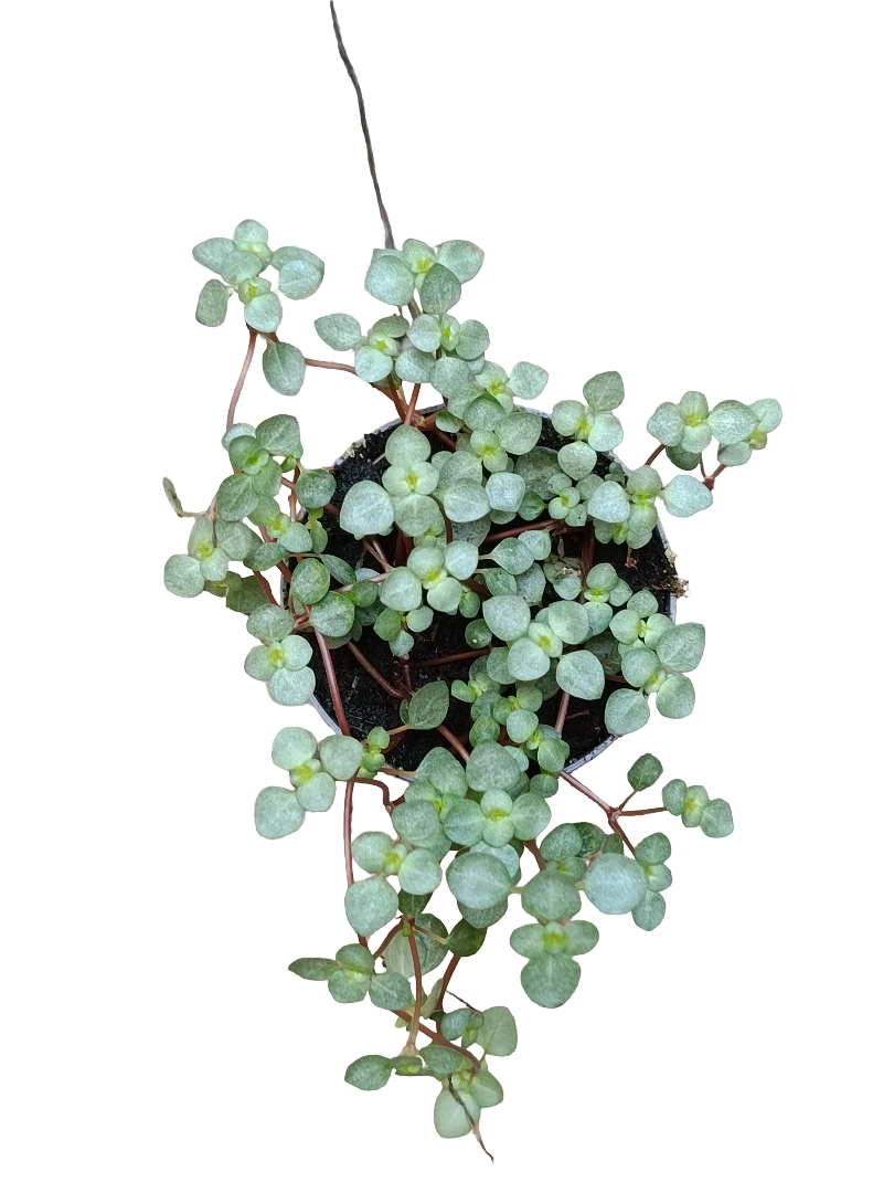 Pilea Glaucophyla Planta De Interior Colgante Ø6_0