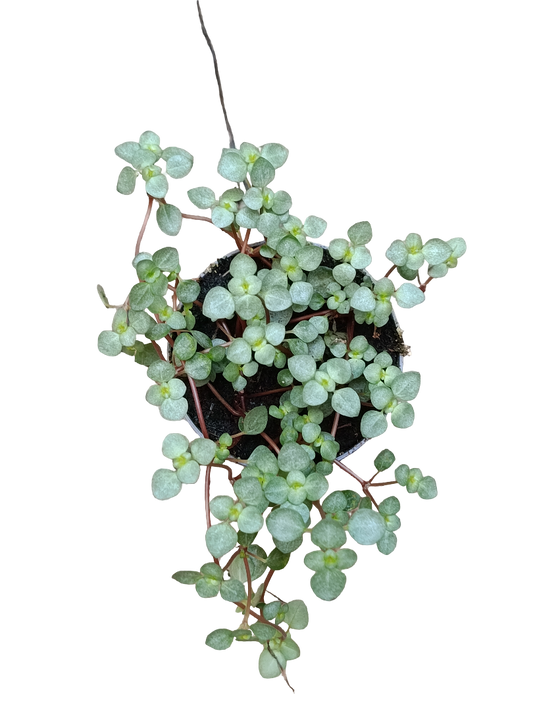 Pilea Glaucophyla Planta De Interior Colgante Ø6_0