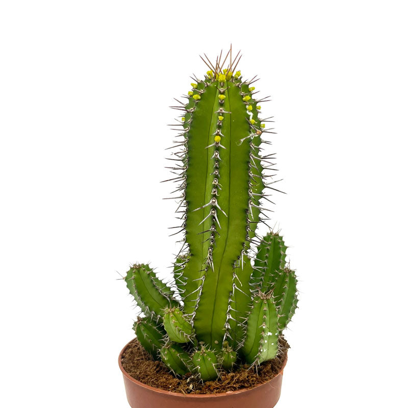 Euphorbia Fruticosa Cactus Y Suculentas M8,5 cm Ø_1