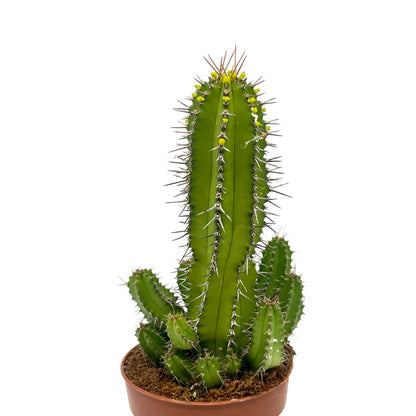 Euphorbia Fruticosa Cactus Y Suculentas M8,5 cm Ø_1