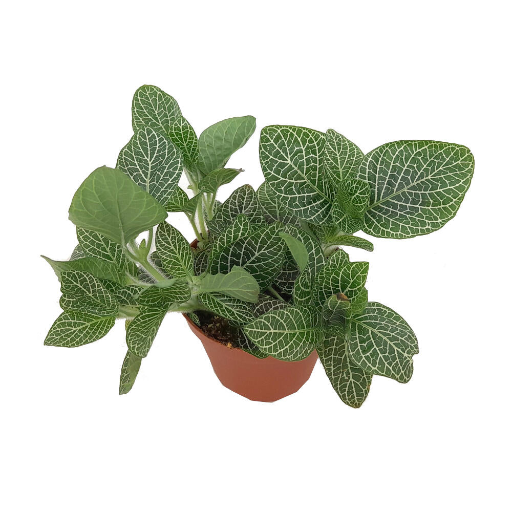 Fittonia Verde M8 20cm_1