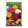 Mistura de bolbos de ranúnculo 10 unidades