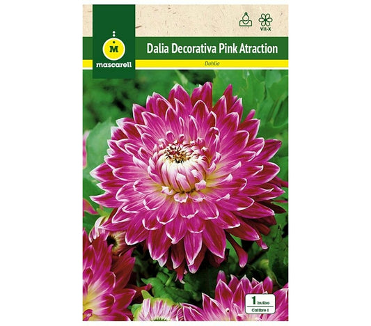 Bulbo Dalia Decorativa Pink Atraction Rosa/blanca_0