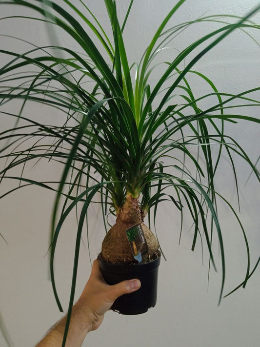 Nolina Sp Planta Pata De Elefante 45- Cm Interior_0