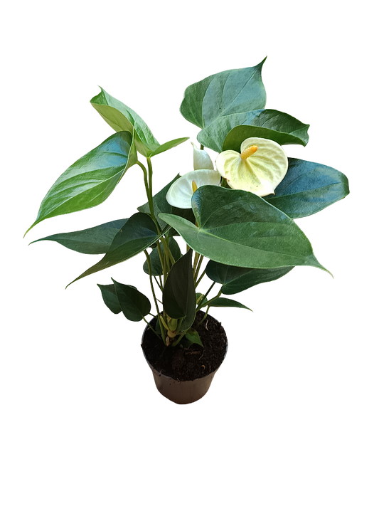 Anthurium Flor Blanca Planta De Interior Ø9 Cm_0