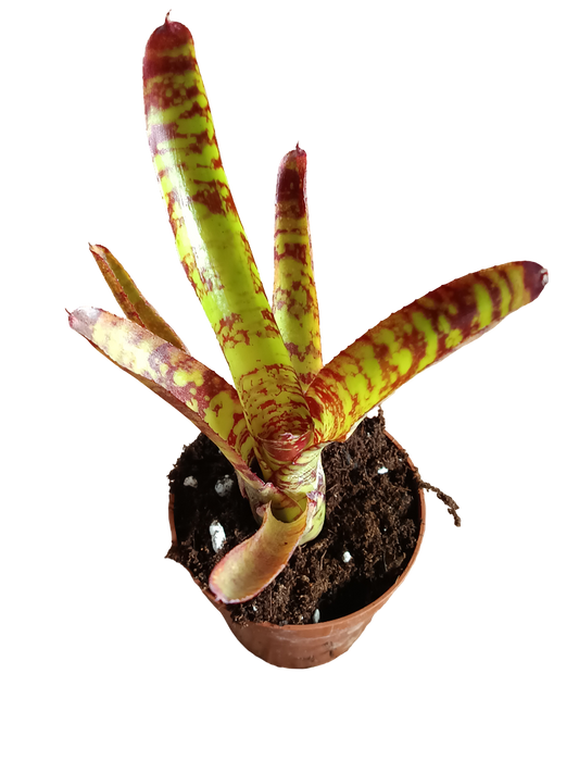 Neoregelia Guacamole Planta Bromelia De Interior 15 Cms_0