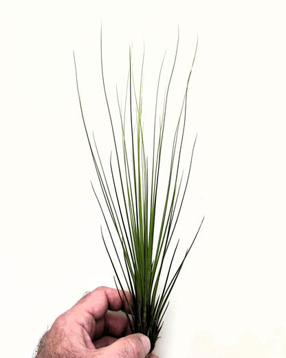 Tillandsia juncifolia; tillandsia de hojas de junco, planta del aire; Curiosarium; altura 20-25 cm, diámetro 10-15 cm_2