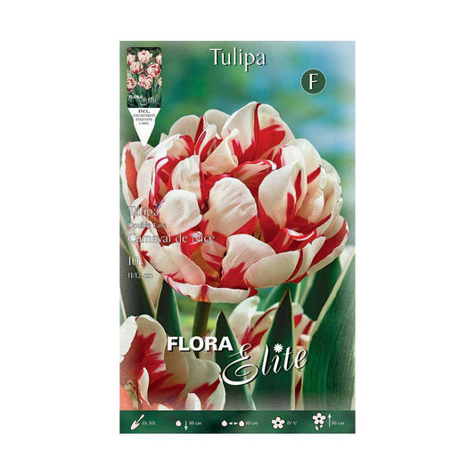 Bolbos tulipa Elite vermelha branca 10 unidades