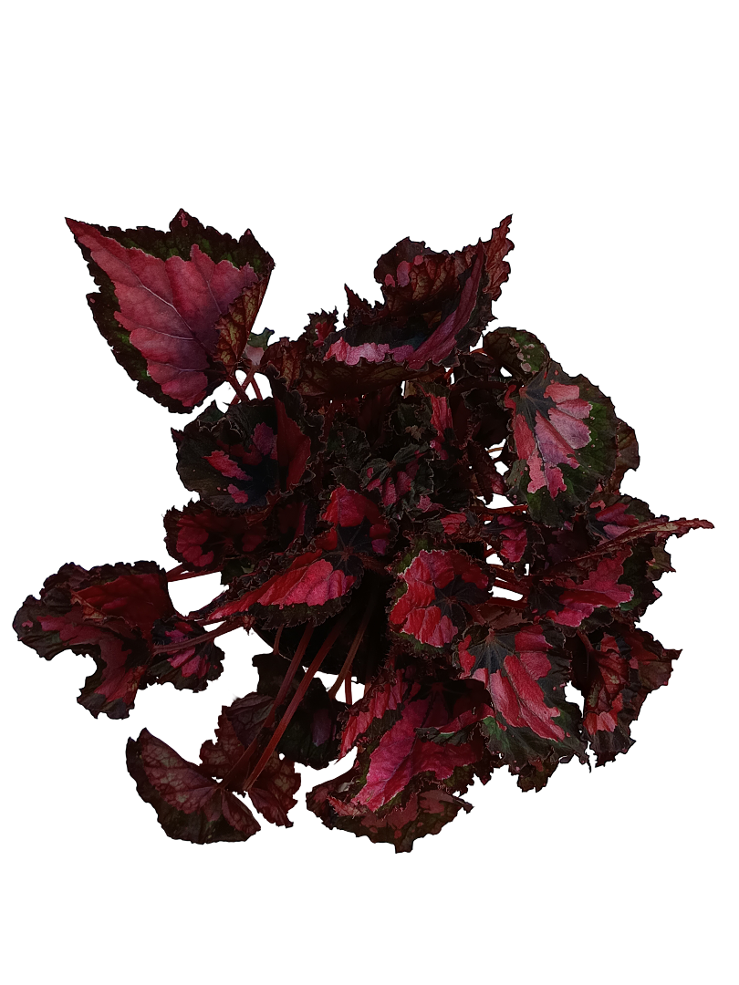 Begonia INCA NIGHT Planta de interior Ø12 altura aprox. 22 cm_0