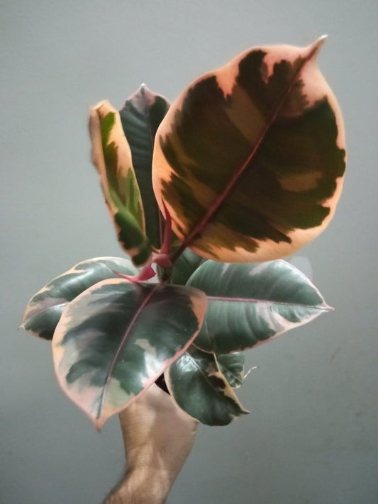 Ficus De Interior Belize Rojo Planta Muy Dura_0