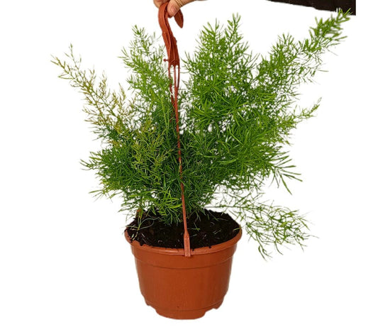 Asparagus Densiflorus M18_0