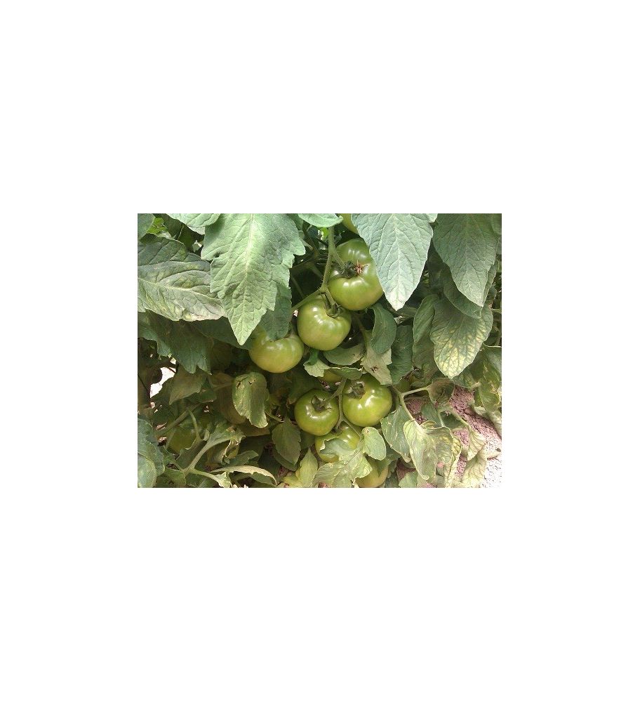 Plantón Tomate Optima F1 Injertado (10 Unidades)_1