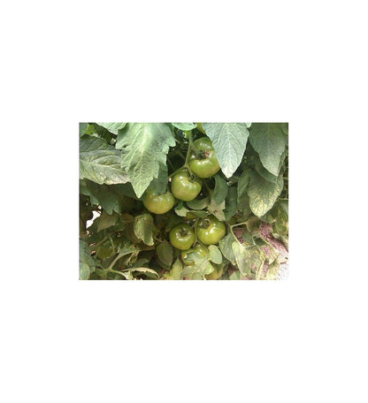 Plantón Tomate Tres Cantos (10 Unidades)_1