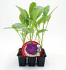 Pack Plantões De Couve-flor Híbrida F1 Roxa Purpurina 6 Un. Natural - Fitoralia