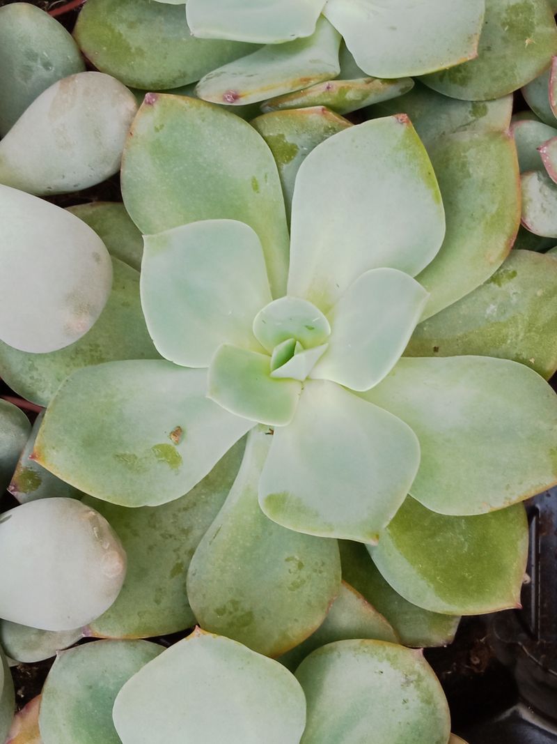 Suculentas Y Cactus Variedad #59 Planta Sin Id_0