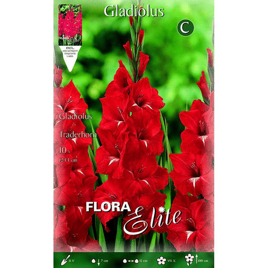 Bulbo Gladíolo Vermelho botão branco 10 unidades