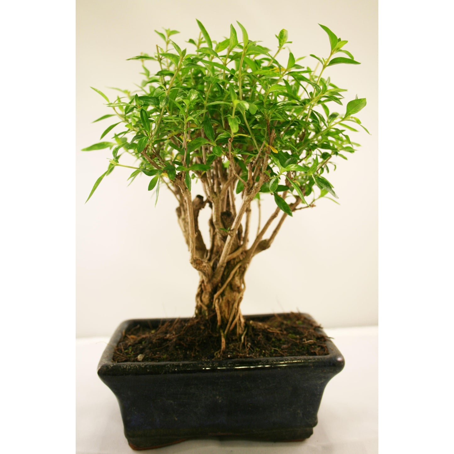 Serissa phoetida bonsai, 5 anos, MIL ESTRELAS