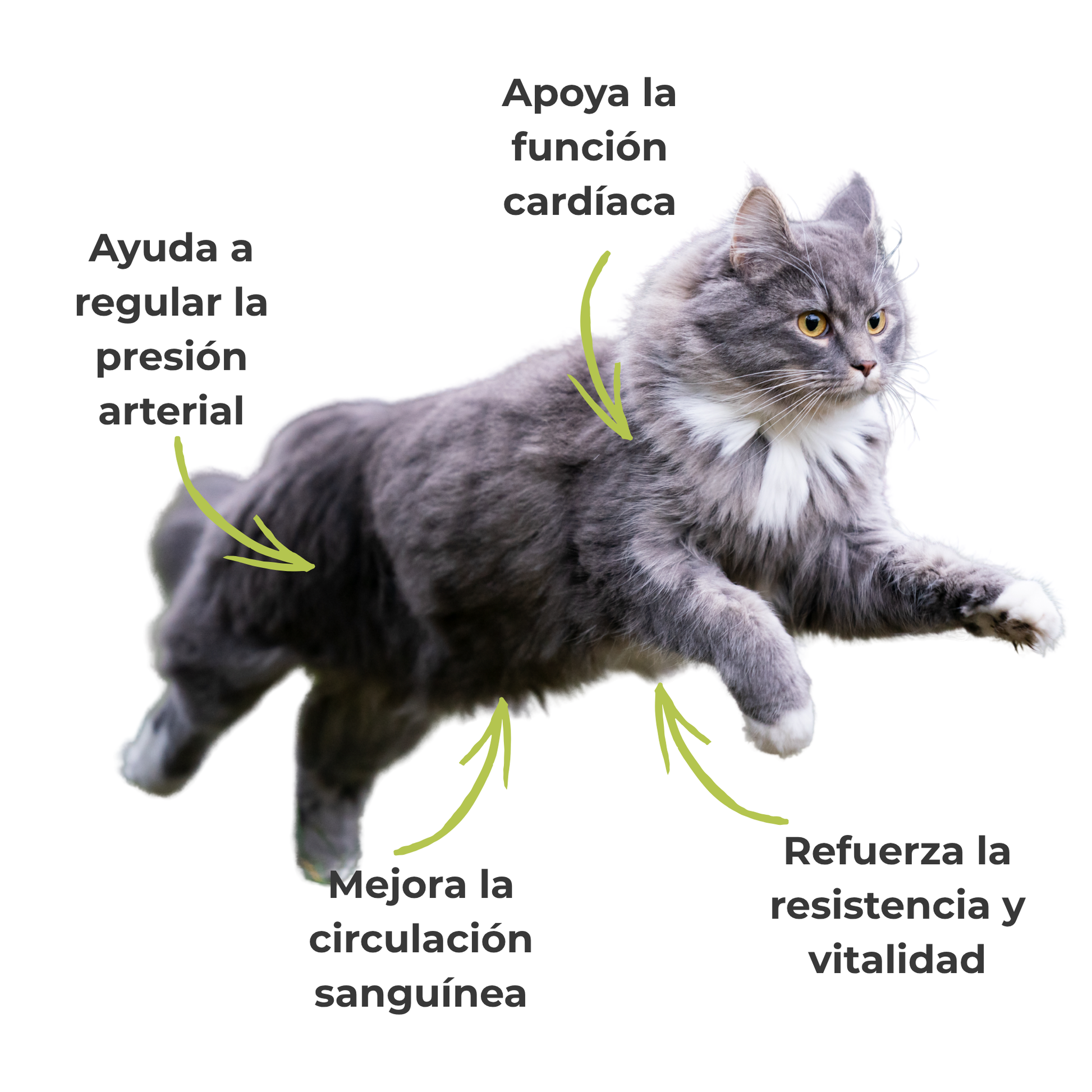 Suplemento natural para el bienestar cardiovascular de perros y gatos – ECO 100 g_3