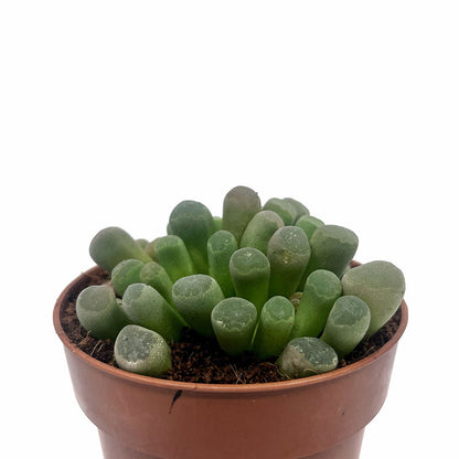 Frithia Pulchra Cactus Y Suculentas M8,5 cm Ø_0