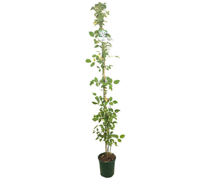 Bignonia Jasminoides Variegata M20 180-200cm_0