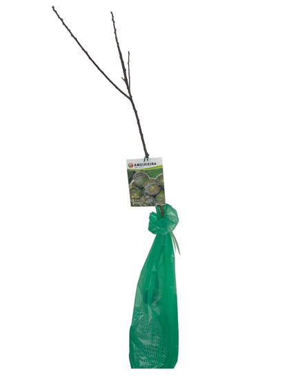 Frutal Ciruelo Bruño Cepellón 120 CM_0