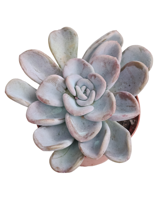 Echeveria Orpet Ø8 Planta Suculenta De Sol_0