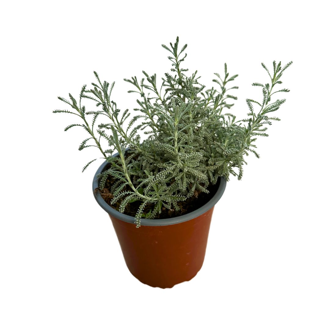 Santolina Planta Ornamental Para Jardines De Bajo Mantenimiento (santolina Chamaecyparissus) Maceta 14cm_0