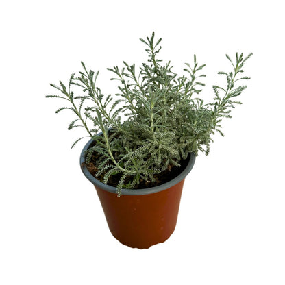 Santolina Planta Ornamental Para Jardines De Bajo Mantenimiento (santolina Chamaecyparissus) Maceta 14cm_0