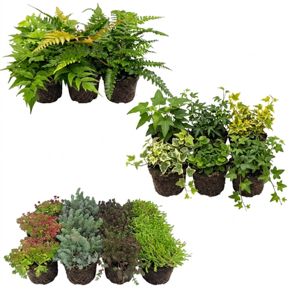 Plantas Borde Estanque 2-3m2 - Sedum - Helecho Exterior - Hedera - 24 Plantas_0