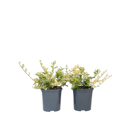 Bonetero - 4 Pzs - Euonymus 'harlequin' - Altura 20-30cm - ⌀17cm_0