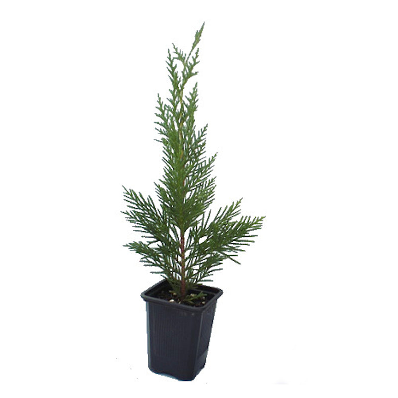 Pack De 100 Cipres Leylandii De 25 Cm Más 1 Kg. Abono_1