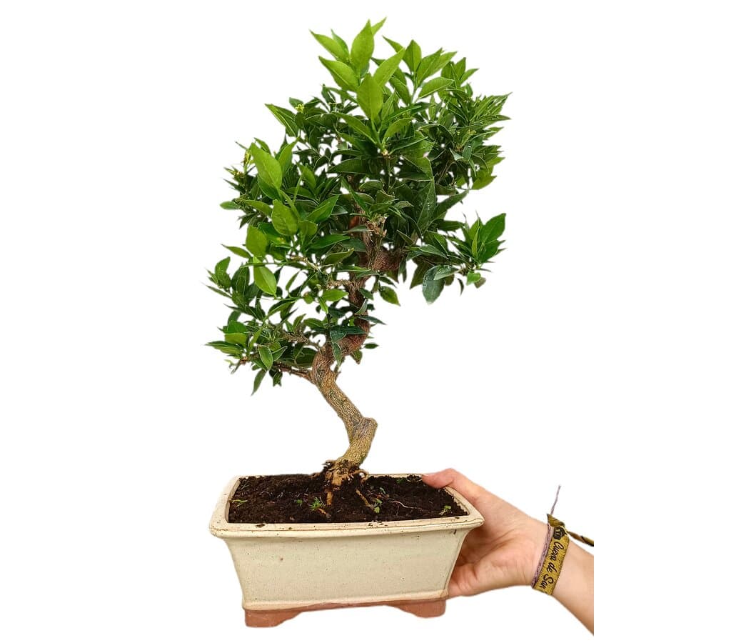 Bonsái Citrus Myrtifolia 10 Años (naranjo Moruno)_0