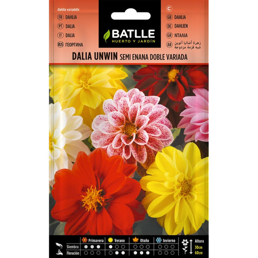 Sementes de dália duplamente variegadas, semi-anãs, Unwin