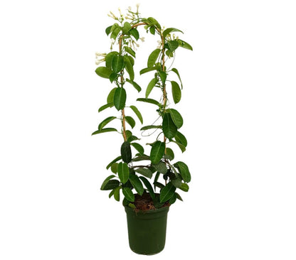 Stephanotis Floribunda M19 80cm (jazmín De Madagascar)_0
