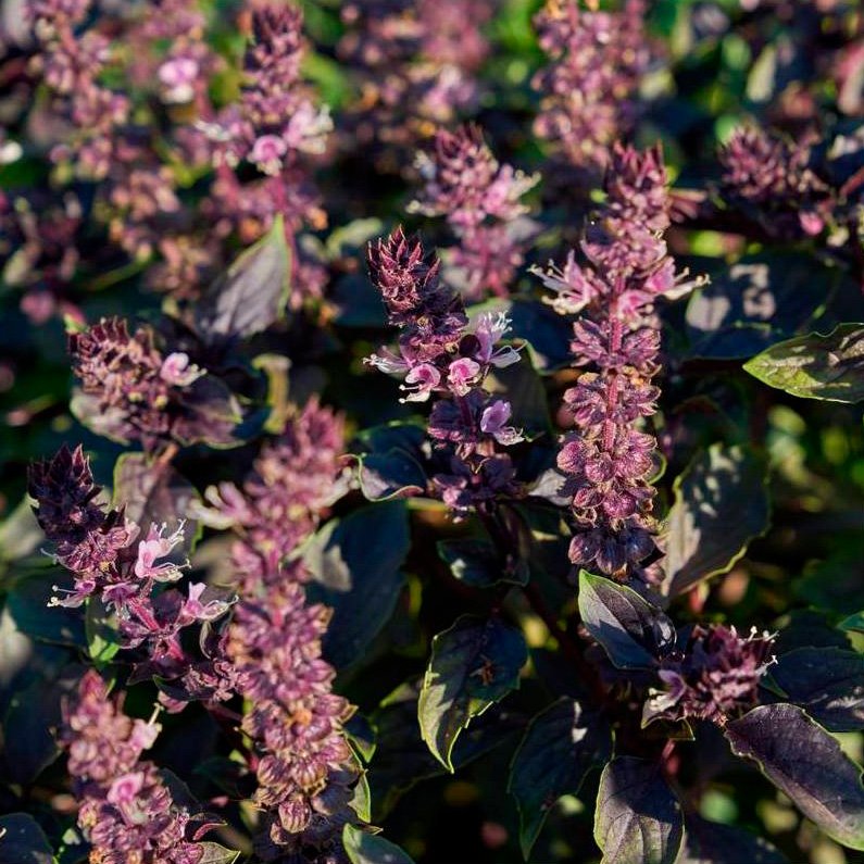 Semillas Albahaca Roja Ecológicas