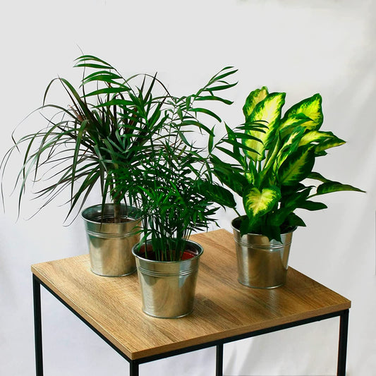 Pack 3 Plantas Naturales De Interior Chamaedorea + Dieffenbachia + Dracaena Marginata En Macetas Ø 1213 Cm Decoración Del Hogar_0