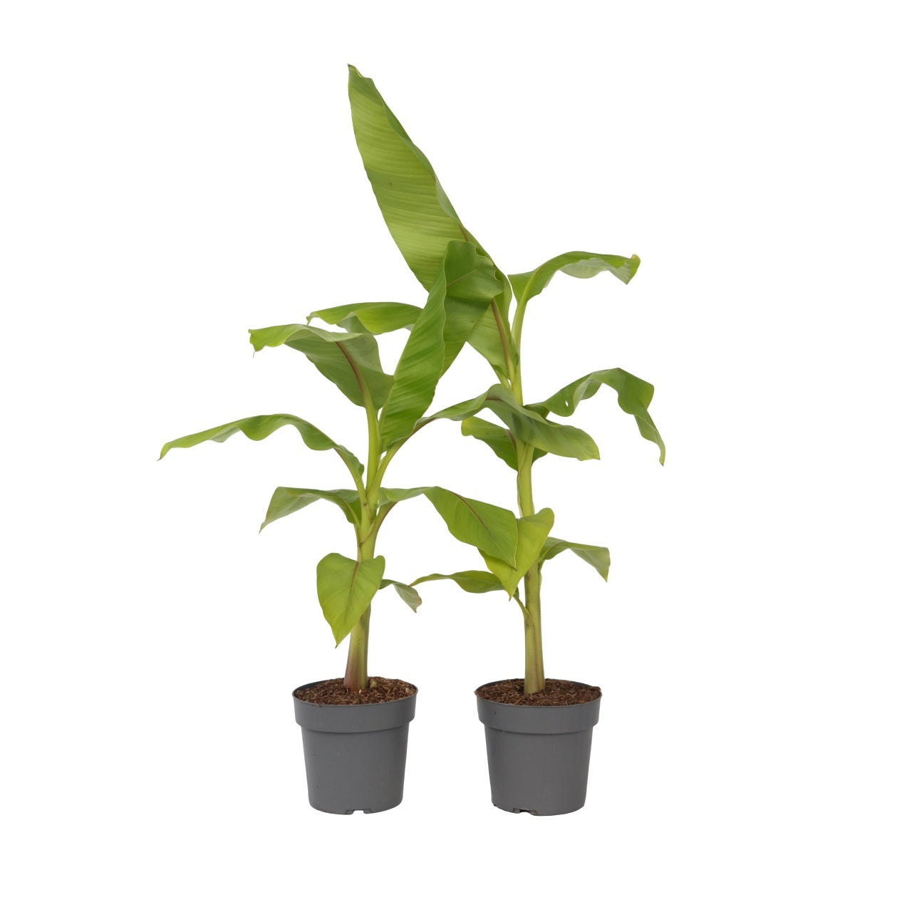 Platanera - 2 Pzs - Musa Basjoo - Altura 55-70cm - ⌀21cm_0