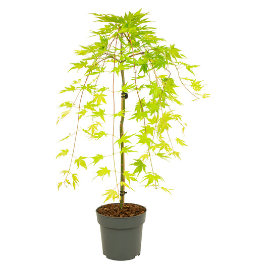 Arce Japonés - Acer Palmatum 'cascade Gold' - Altura 80-90cm - ⌀19cm_0