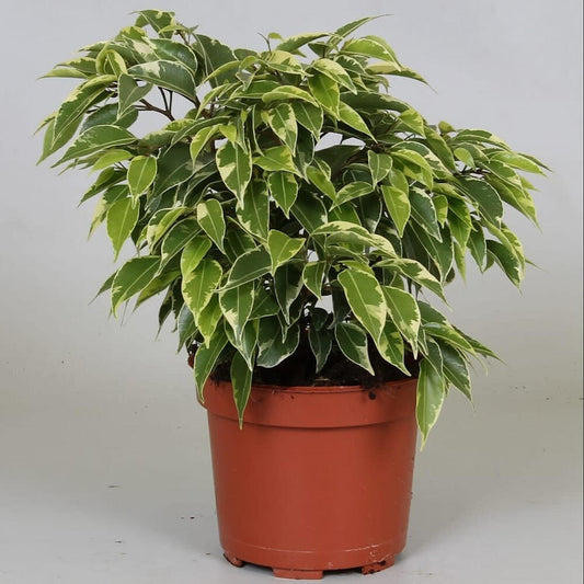 Ficus Benjamina Kinky M12 20cm_0