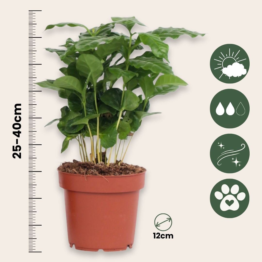 Cafeto Arábico - 2 Pzs - Coffea Arabica - Altura 25-40cm - ⌀12cm_2