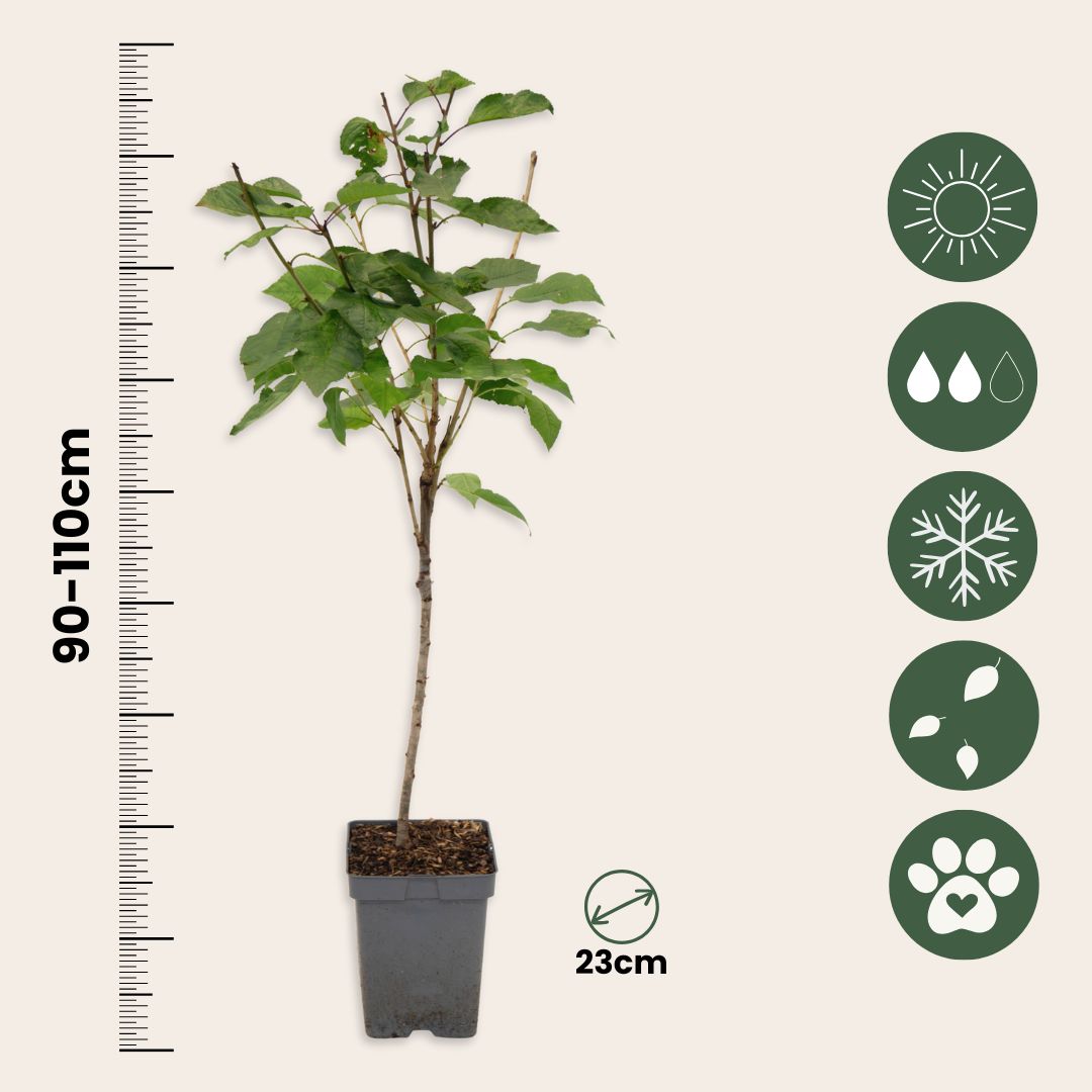 Cerezo - Prunus Avium 'stella' - Cereza Dulce - Altura 90-110cm - ⌀23cm_2