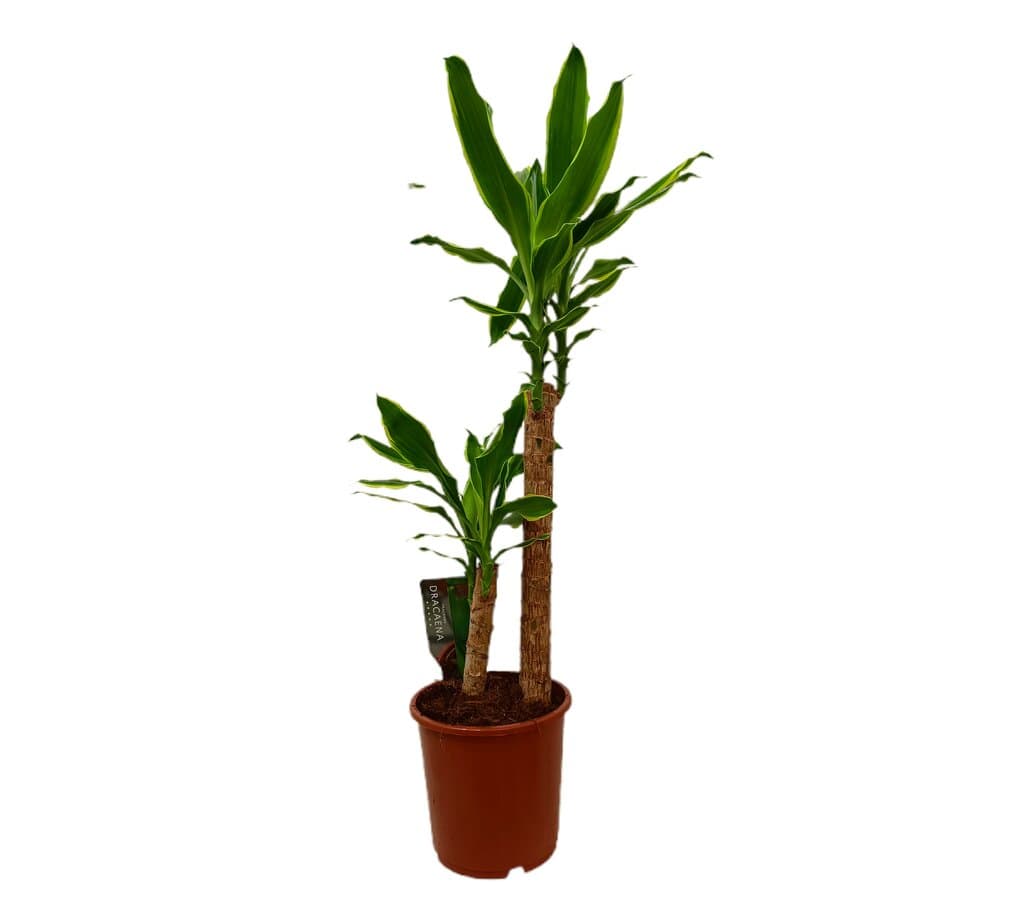 Dracena Fragans Golden Coast M17_0