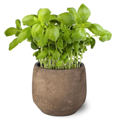 Planta Albahaca - Maceta 10 Cm -hierba Aromática_0